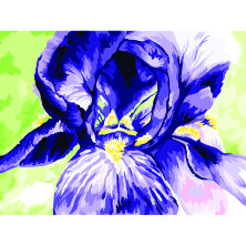 Картина по номерам на холсте ТРИ СОВЫ "Ирис", 30*40, с акриловыми красками и кистями